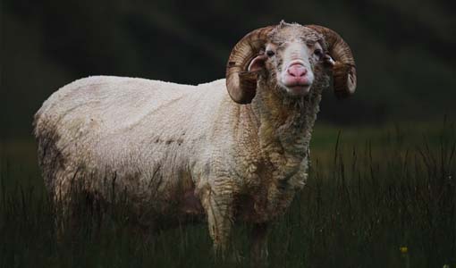 Kurban Kardeşinle Paylaş